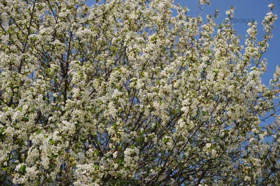 Prunus
